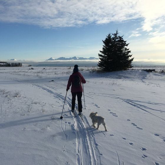 A cross-country skier and a small white dog on a snowy coastal flat below mountains